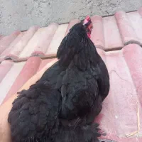 مرغ خروس برهما و کوشین|حیوانات مزرعه|رشت, خرسندی|دیوار