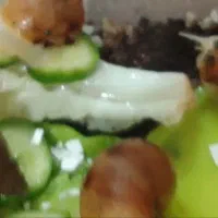 حلزون|خزنده|اهواز, کوی مهدیس|دیوار