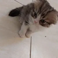 بریتیش|گربه|مشهد, عبادی|دیوار