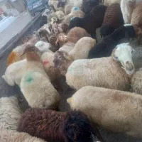 گوسفند زنده مغان