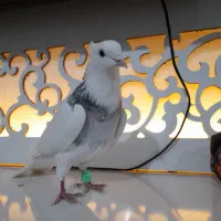 کبوتر|پرنده|کرمانشاه, |دیوار