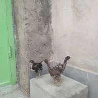 جوجه لاری مرغ خروس