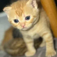 گربه بریتیش و اسکاتیش|گربه|گنبد کاووس, |دیوار