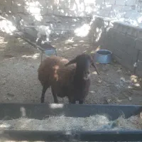 بره افشاری ماده عالی درجه یک|حیوانات مزرعه|صحنه, |دیوار