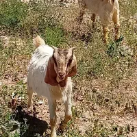 3راس بزغاله 2تا نژاد دار و یک رسمی