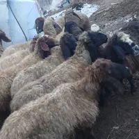 گوسفند اصل کوردی|حیوانات مزرعه|سیلوانه, |دیوار