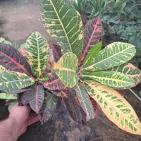 گل آپارتمانی  کرتون