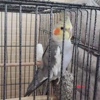 عروس هلندی سخنگو