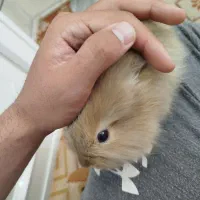 بچه خرگوش لوپ