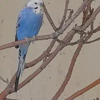 مرغ عشق|پرنده|کنگاور, |دیوار