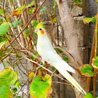 عروس هلندی دستی|پرنده|اشکنان, |دیوار