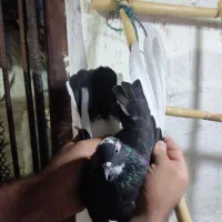 کفتر