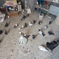 به خاطر مشکل مالی میخوام کبوتر هارو بفروشم|پرنده|گلمکان, |دیوار