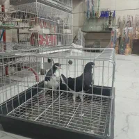 کفتر|پرنده|شیراز, شیشه‌گری|دیوار