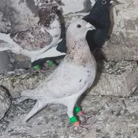 کفتر