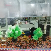 آکواریوم فوری