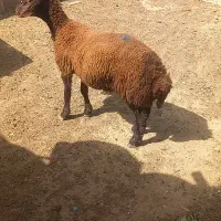 بره قوچ هترو