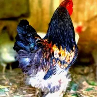 خروس اصیل و بزرگ جثه برهما