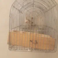 سهره فروش یامعاوضه|پرنده|شیراز, کرونی(خاتونک)|دیوار