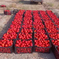 کشاورز  جنوب کرمان فروش گوجه و پیاز