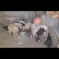 بره نر وماده گوسفند بز|حیوانات مزرعه|اهواز, بهارستان|دیوار