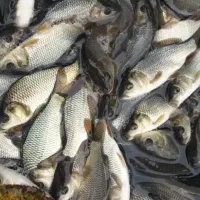 مرکز فروش بچه ماهی کپور آمور فیتوفاگ بیگهد