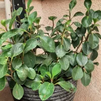 گل طبیعی|گل و گیاه طبیعی|تربت جام, والفجر|دیوار