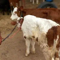 دلال واسطه با تجربه ۲۵ سال
