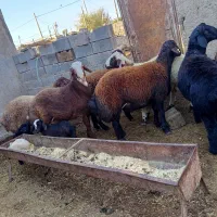 بره/نر/چاق/تخمی