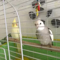 فروش دو عروس هلندی|پرنده|خرمآباد (تنکابن), |دیوار