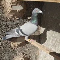 کفتر المانی