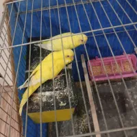 مرغ عشق مولد