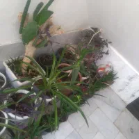 فروش  گل