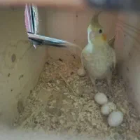 عروس هلندی رو تخم نر کینگ|پرنده|بندرعباس, |دیوار