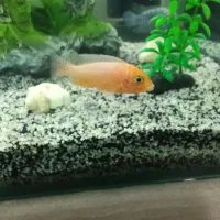 ماهی سیچیلاید