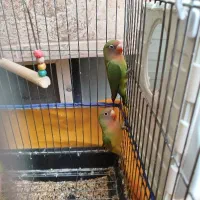 فروش طوطی برزیلی سبز رنگ