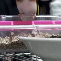 پرنده سره سهره ماده چونه سفید|پرنده|ری, دولت‌آباد|دیوار