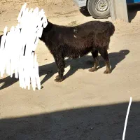 سگ روزگاری اصل جنس|سگ|فلارد, |دیوار