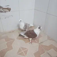 کبوتر سالم|پرنده|خمینیشهر, |دیوار