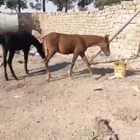 اسب کره