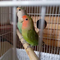 یک جفت کوتوله برزیلی