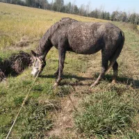 مادیان با اسب کره|اسب و تجهیزات اسبسواری|لاهیجان, آهندان|دیوار