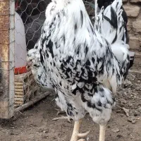 تخم نطفه دار گلین