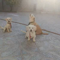 فروش سه عدد سگ آشپیتز قیمت ۴ میلیون|سگ|جهرم, |دیوار