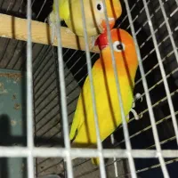 طوطی برزیلی فیشر مولد