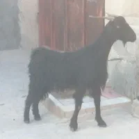 بز دوتا برای فروش|حیوانات مزرعه|برازجان, |دیوار