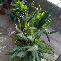 گل و گیاه|گل و گیاه طبیعی|سرپل ذهاب, |دیوار