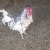 خروس چهل تاج