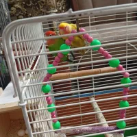 طوطی برزیلی نروماده|پرنده|آستانه اشرفیه, |دیوار