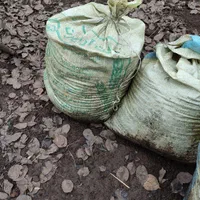 کود حیوانی پوسیده